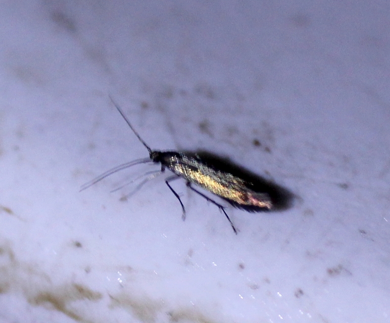 Coleophora