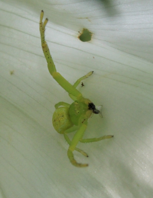 Ebrechtella tricuspidata - alakoskodó karolópók