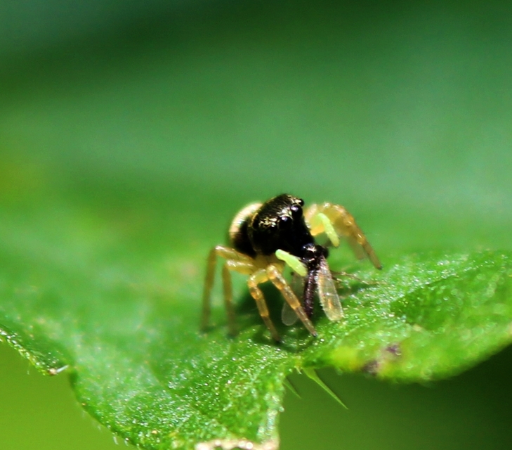 Heliophanus