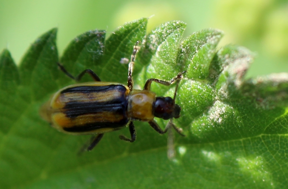 Diabrotica virgifera - amerikai kukoricabogár