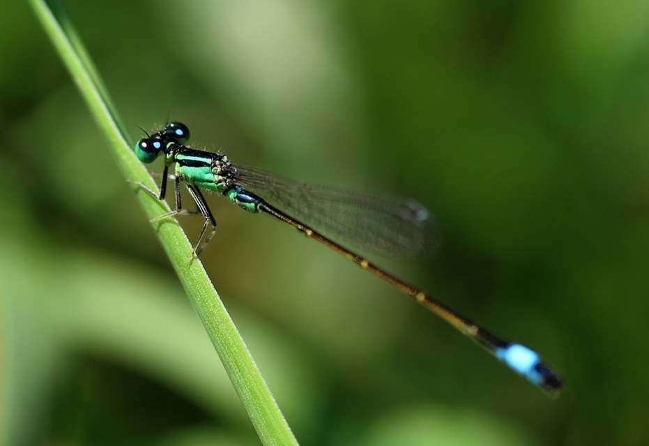 Ischnura elegans pontica - kéköves légivadász