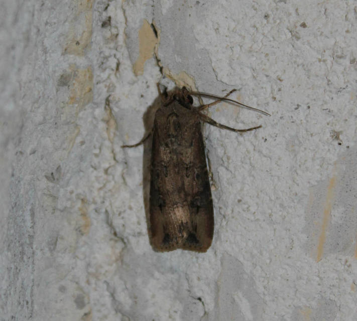 Agrotis ipsilon - nagy földibagoly