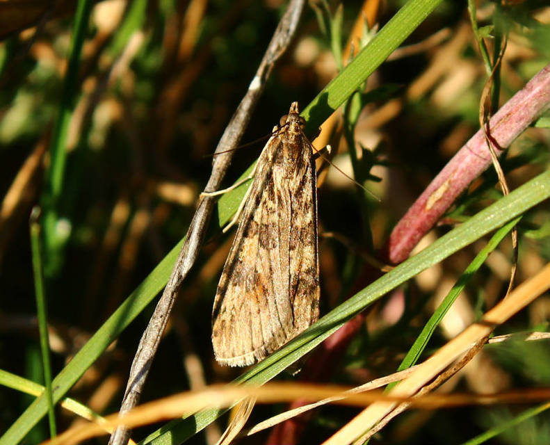 Nomophila noctuella - közönséges vándormoly