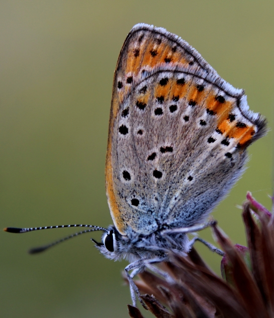 Lycaena thersamon - kis tűzlepke