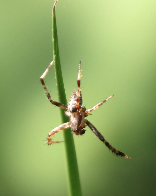 Araneus diadematus - koronás keresztespók