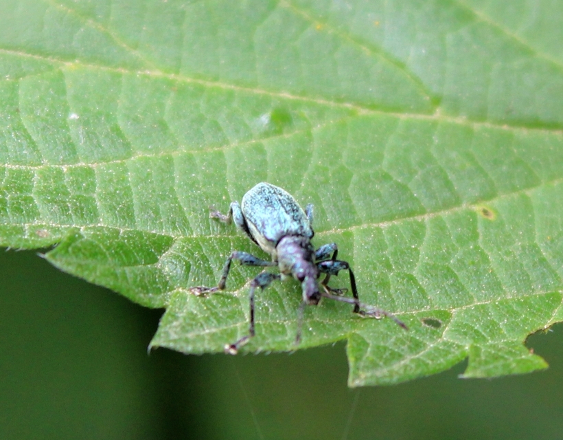 Phyllobius Phyllobius