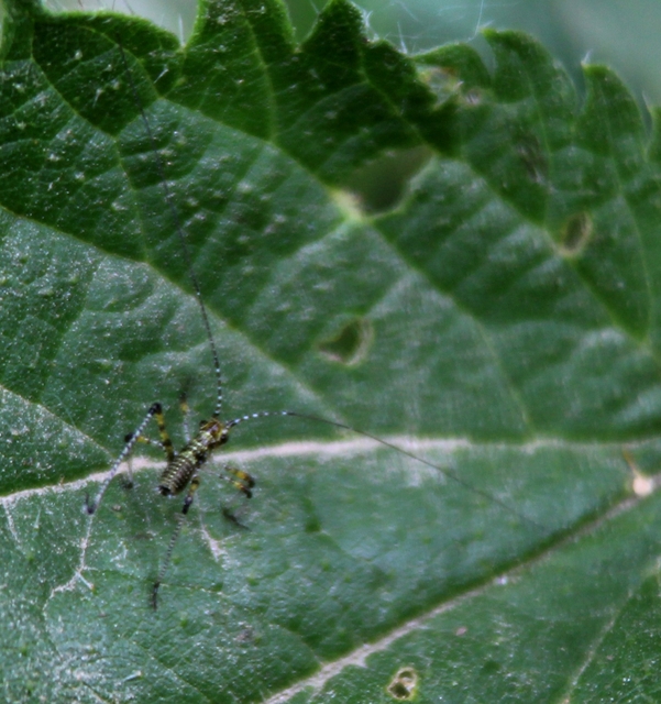 Phaneroptera