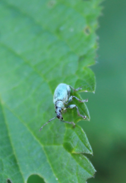 Phyllobius Phyllobius