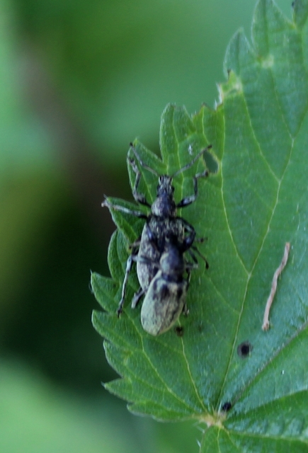Phyllobius Phyllobius