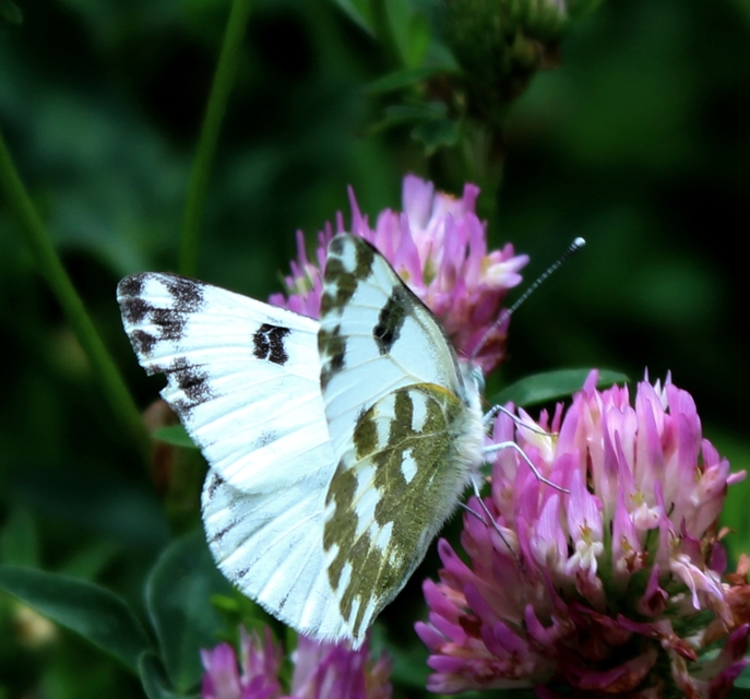 Pontia edusa - rezedalepke