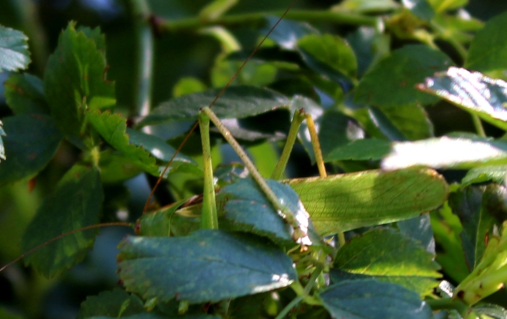 Tettigonia viridissima - zöld lombszöcske
