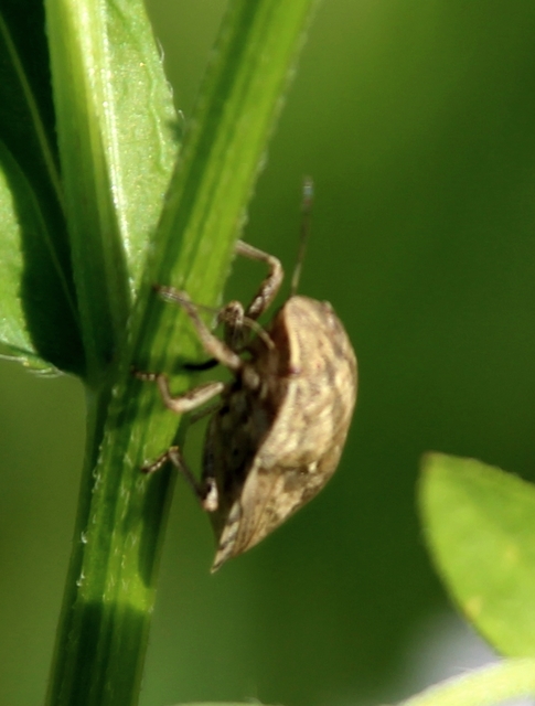 Eurygaster Eurygaster