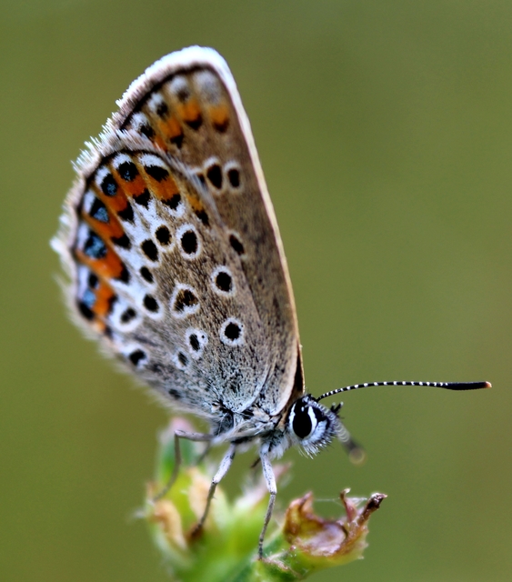 Plebejus argus - ezüstös boglárka
