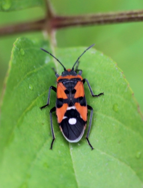 Lygaeus equestris/simulans