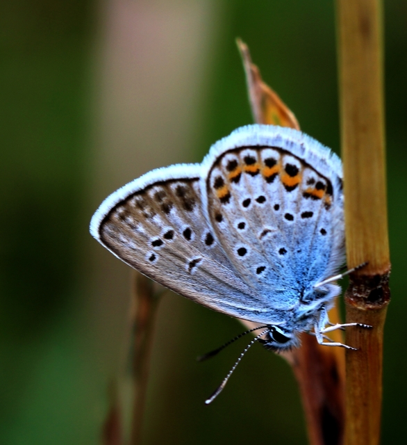 Plebejus argus - ezüstös boglárka