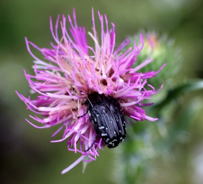 Oxythyrea funesta - sokpettyes virágbogár
