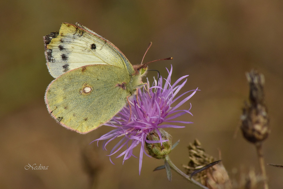Colias