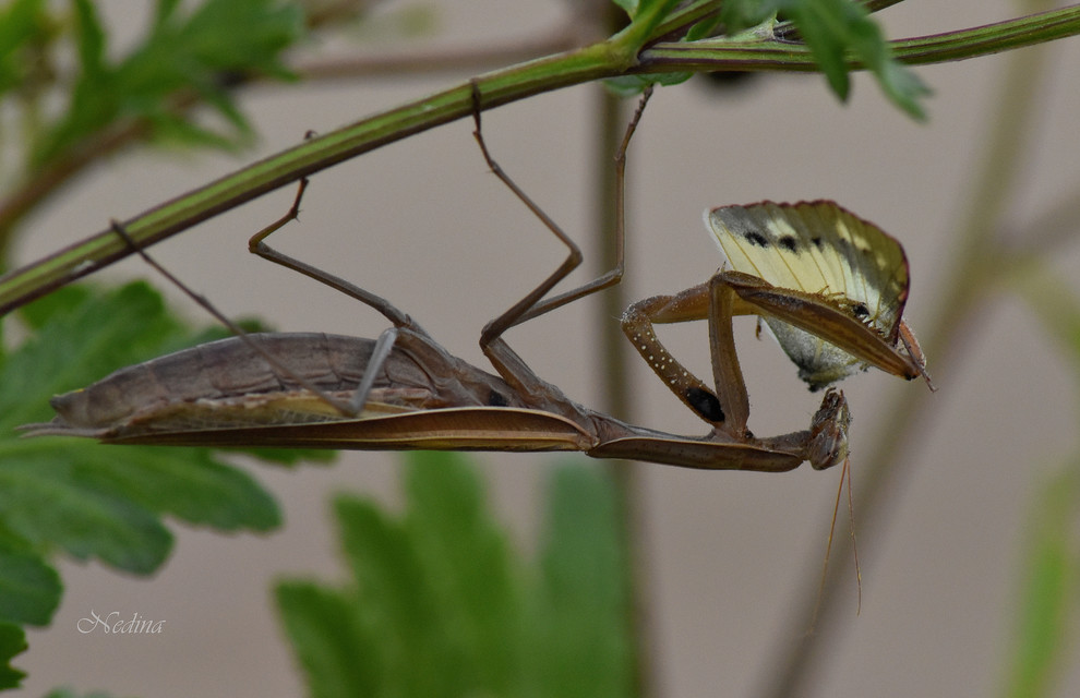 Mantis religiosa - imádkozósáska