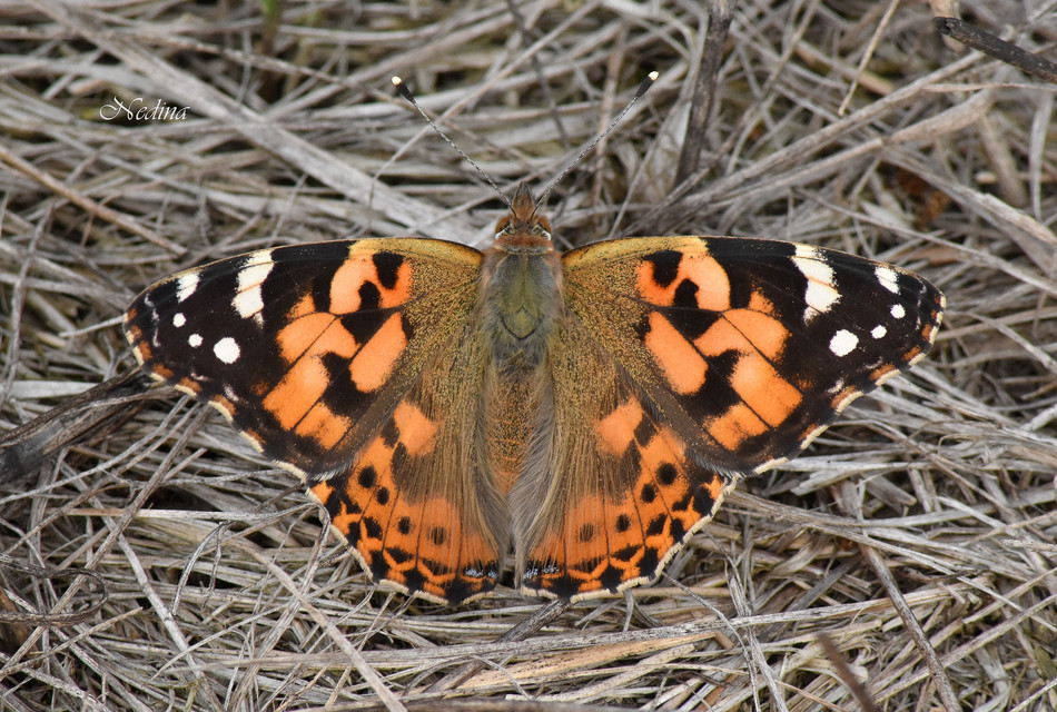 Vanessa cardui - bogáncslepke