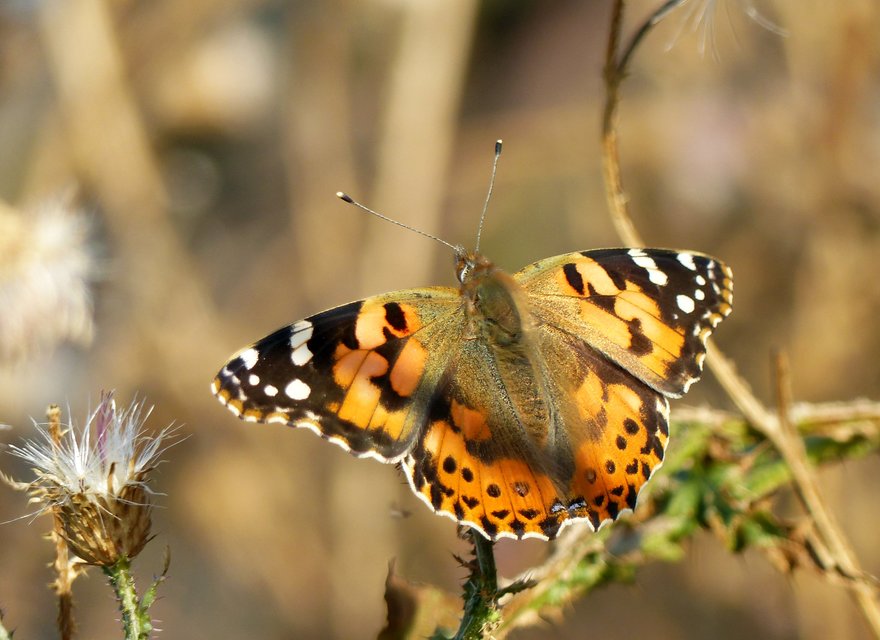 Vanessa cardui - bogáncslepke