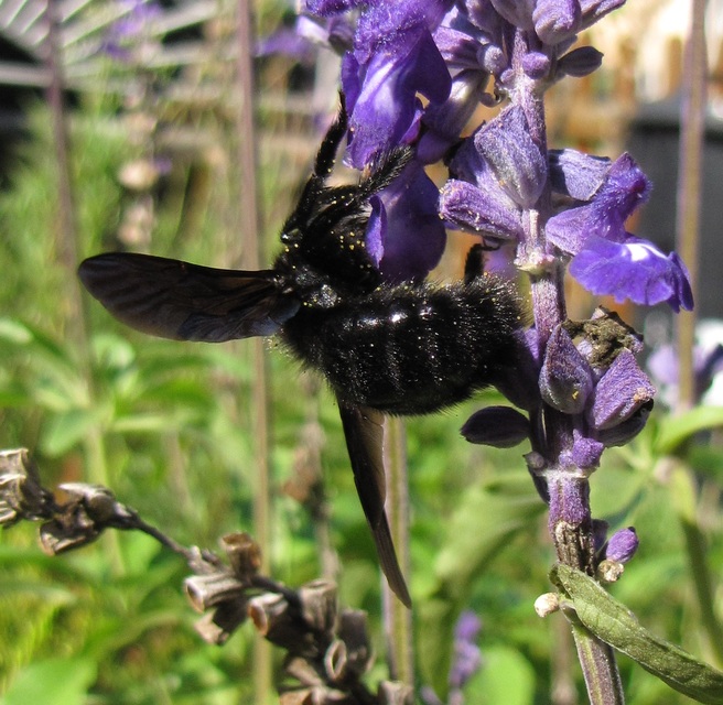 Xylocopa violacea - kék fadongó