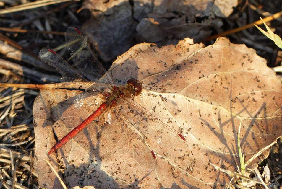 Sympetrum striolatum/vulgatum