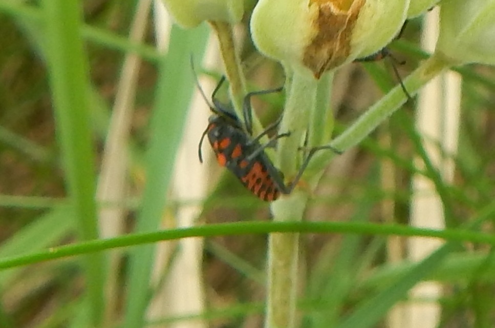 Spilostethus saxatilis - virágbodobács
