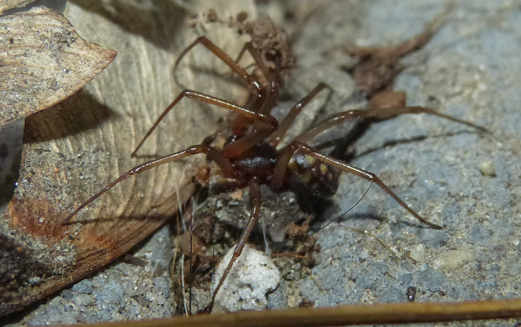 Steatoda grossa - nagy faggyúpók