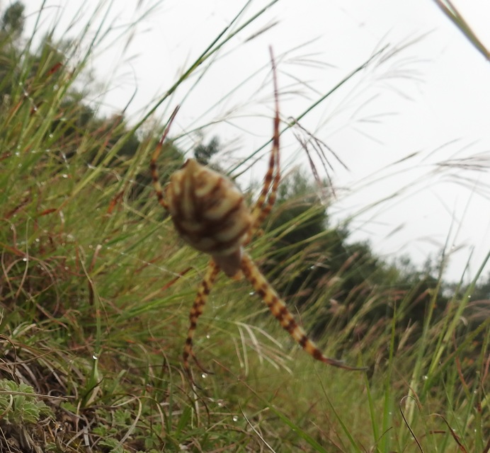Argiope lobata - karéjos keresztespók