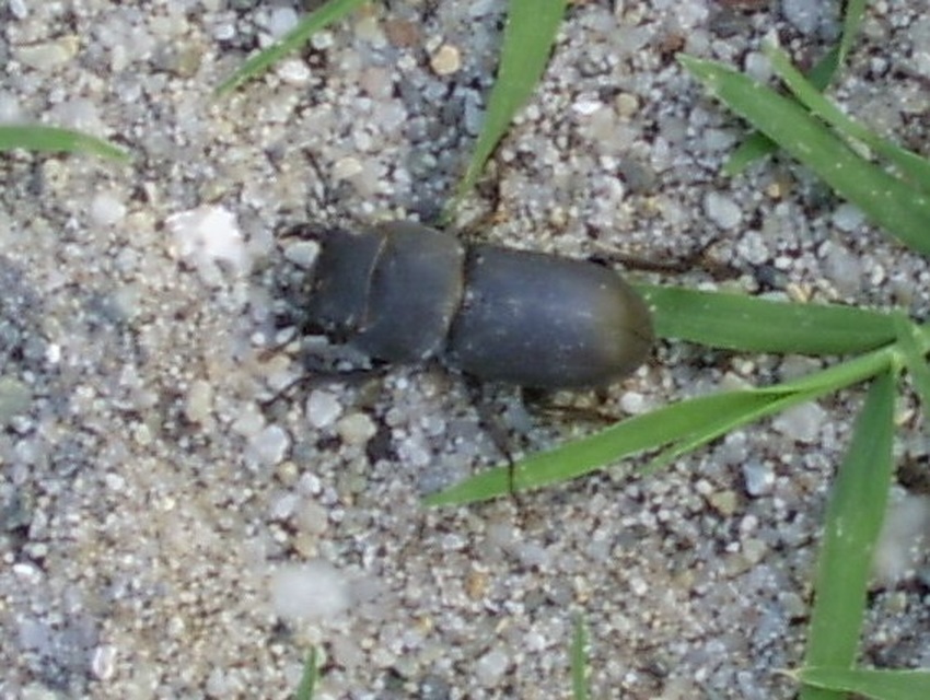 Dorcus parallelipipedus - kis szarvasbogár