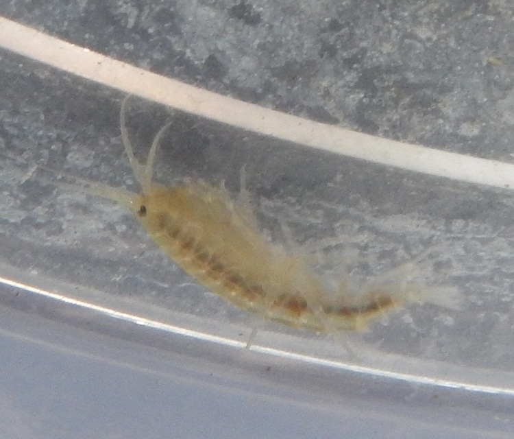 Gammarus roeselii - tüskés bolharák