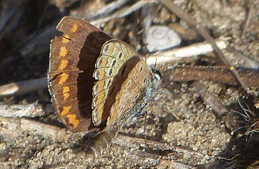 Aricia agestis - szerecsenboglárka