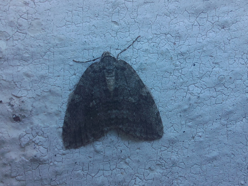 Epirrita