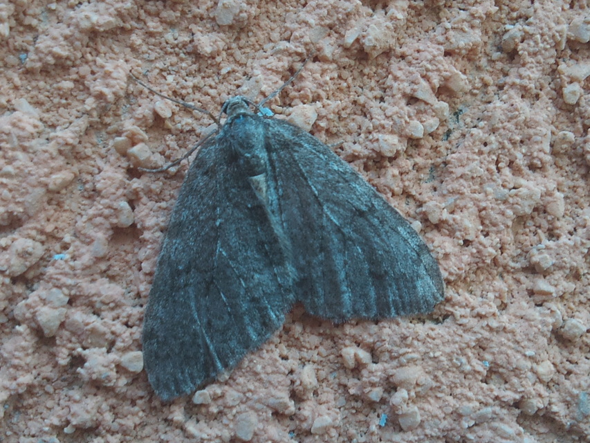 Epirrita