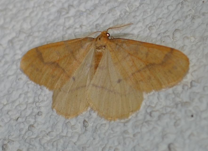 Agriopis aurantiaria - aranysárga téliaraszoló