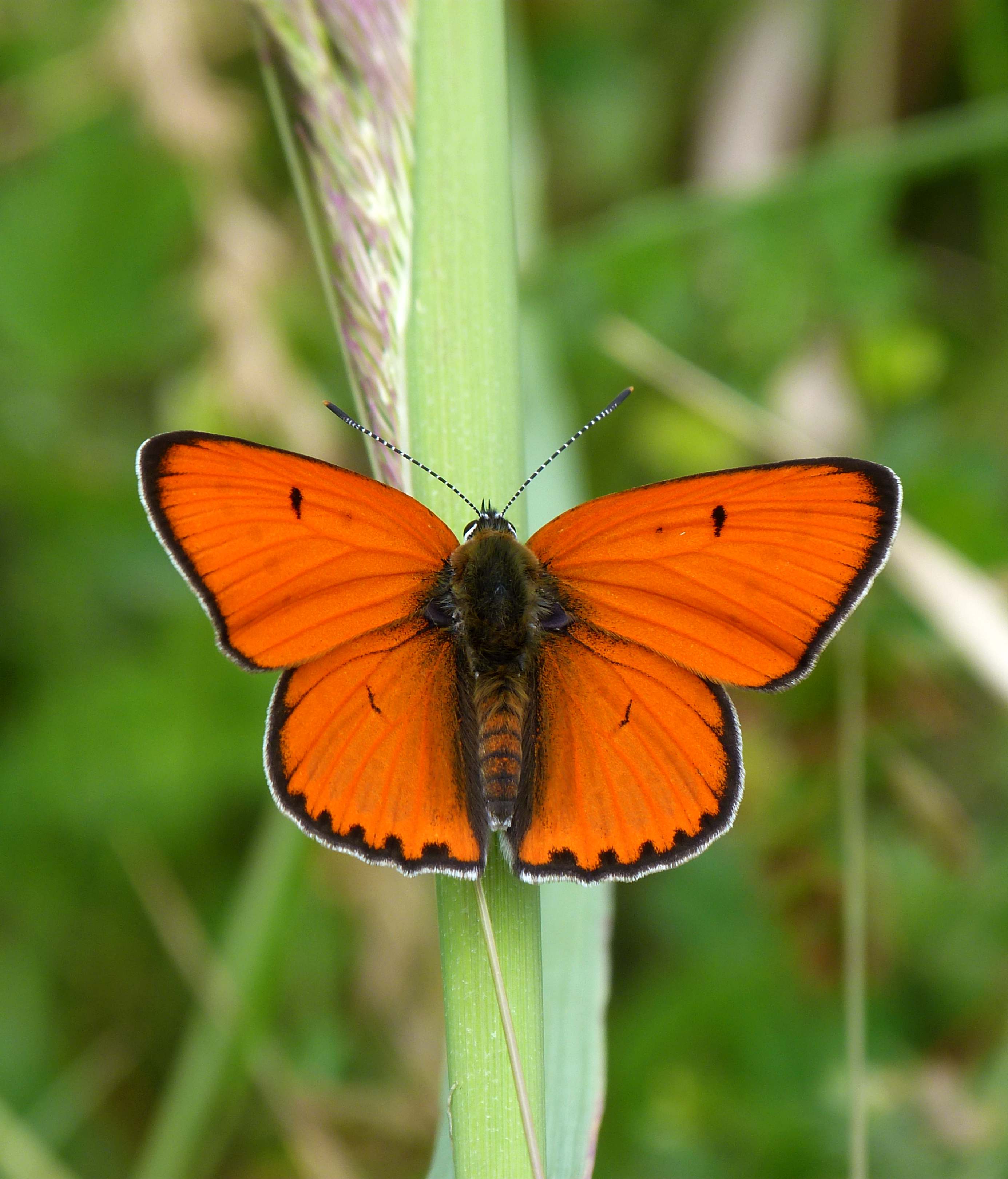 Lycaena dispar rutilus - nagy tűzlepke Lycaena dispar rutilus - nagy tűzlepke
