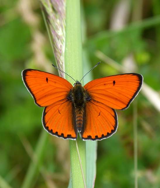 Lycaena dispar rutilus - nagy tűzlepke