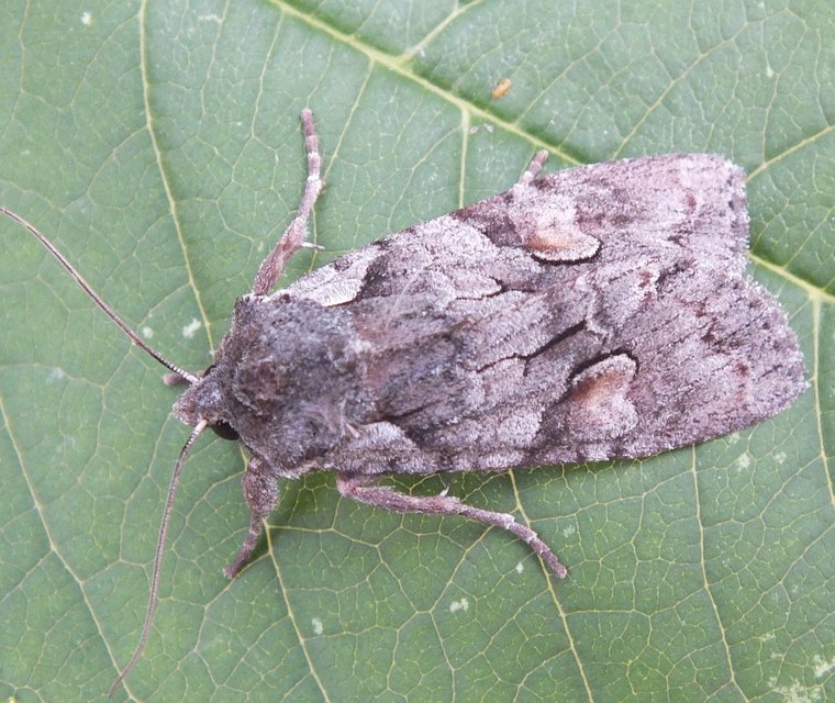 Lithophane furcifera - villás fabagoly