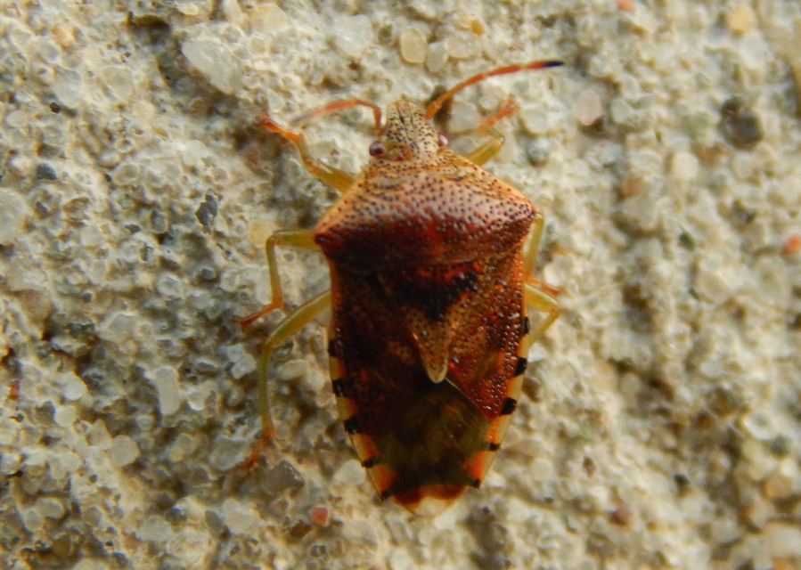 Elasmucha grisea - nyír-dajkapoloska Elasmucha grisea - nyír-dajkapoloska