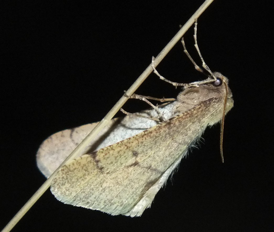 Erannis ankeraria - Anker-araszoló