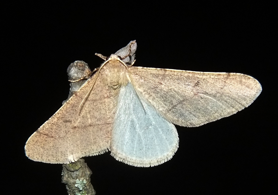 Erannis ankeraria - Anker-araszoló