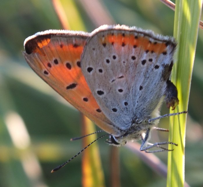 Lycaena dispar rutilus - nagy tűzlepke