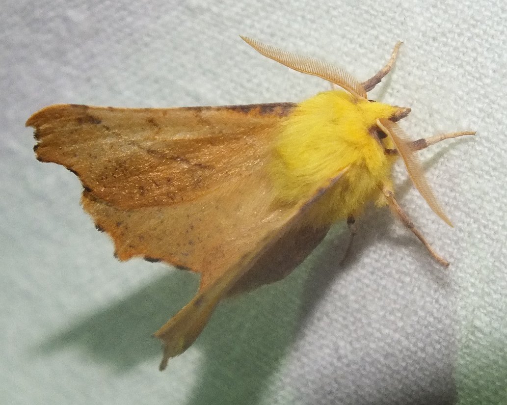 Ennomos alniaria - égerfa-levélaraszoló