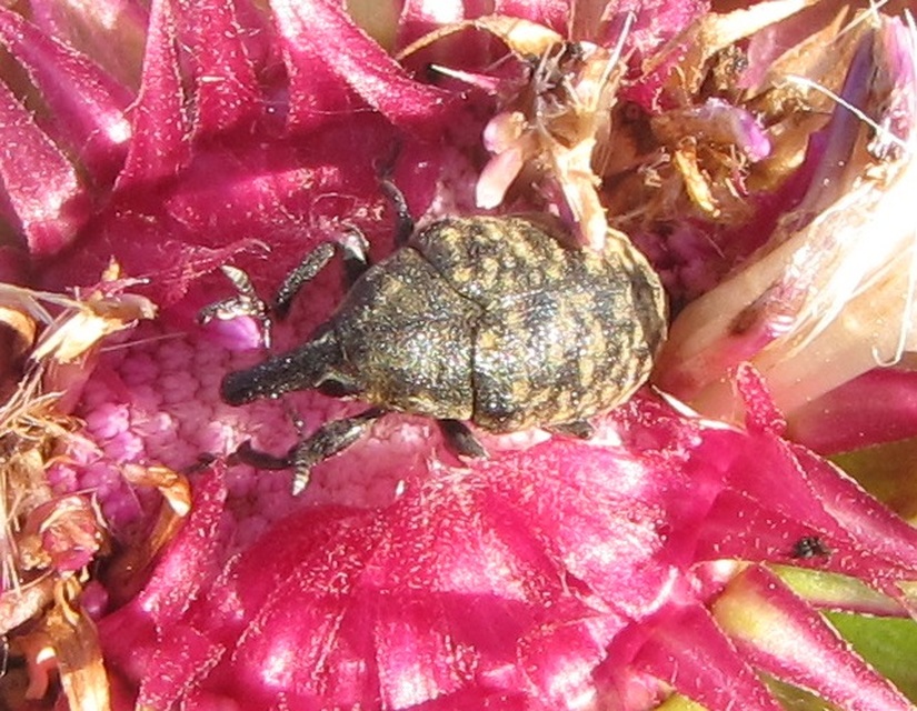 Larinus sturnus - aszat-púderbarkó