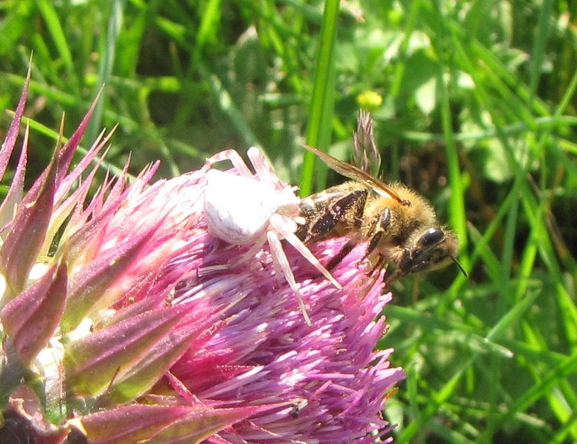 Thomisus onustus - fehér karolópók