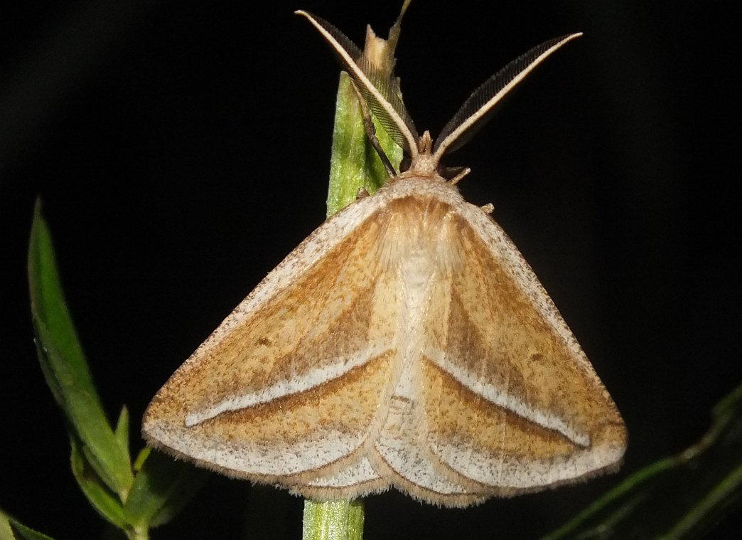 Chariaspilates formosaria - pompás lápiaraszoló