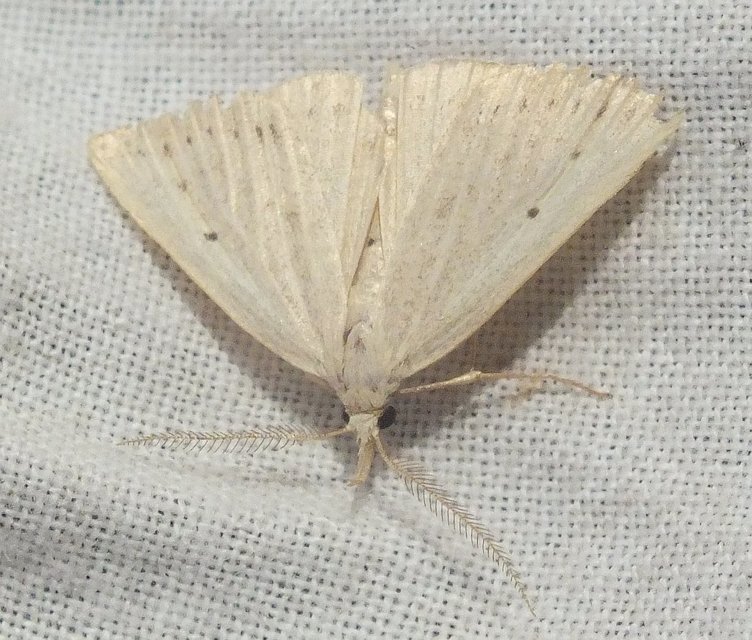 Macrochilo cribrumalis - csontszínű karcsúbagoly
