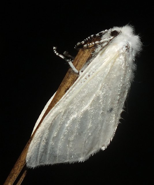 Leucoma salicis - fűzfaszövő