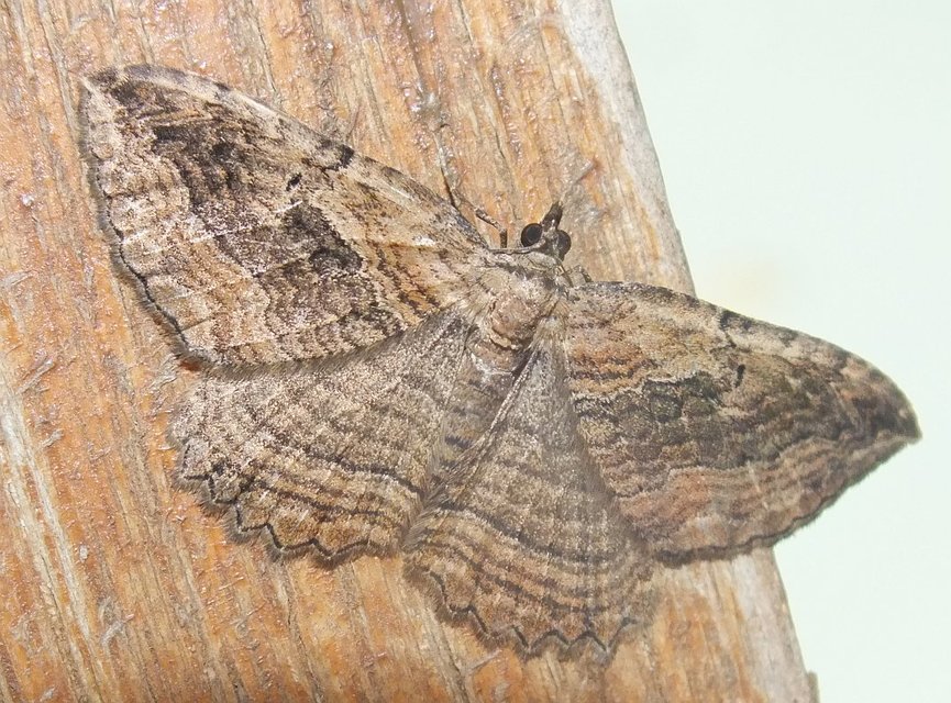 Philereme transversata - varjútövis-araszoló