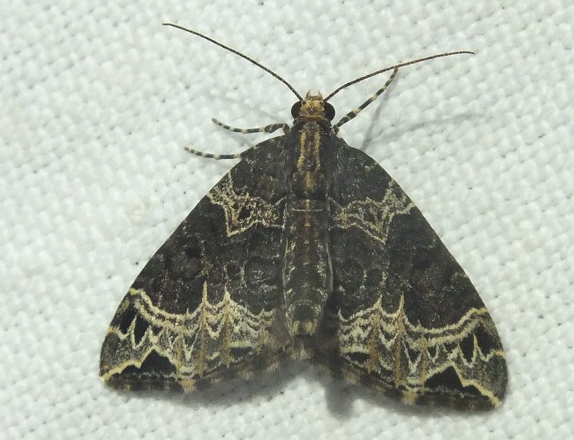 Ecliptopera silaceata - barna tarkaaraszoló